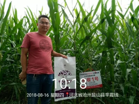 唯释控释肥--中国密植玉米一次性施肥领导者！