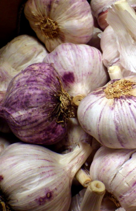 Garlic project
