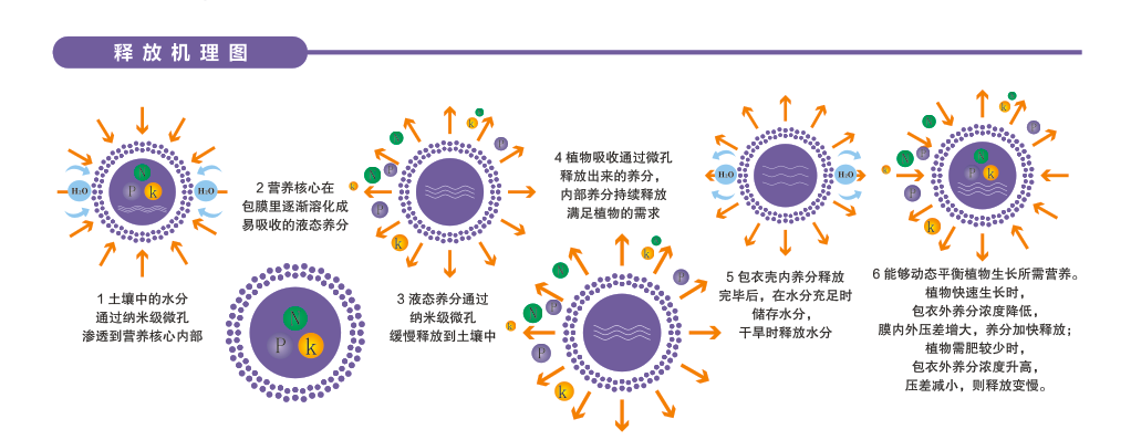 释放机理图.png