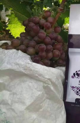 The magic effect of controlled-release fertilizer on grapes
