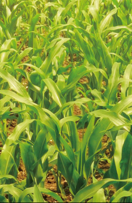 春播玉米施肥减量增效，首选唯拓尔玉米专用控释肥